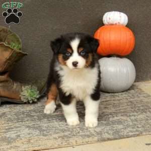 Athena, Miniature Australian Shepherd Puppy