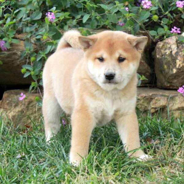 Atlas, Shiba Inu Puppy