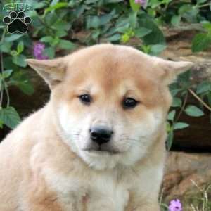 Atlas, Shiba Inu Puppy