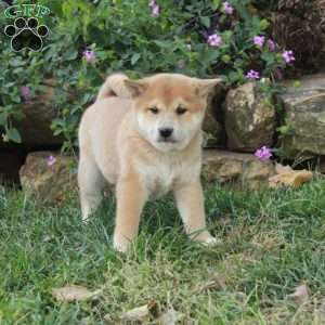 Atlas, Shiba Inu Puppy
