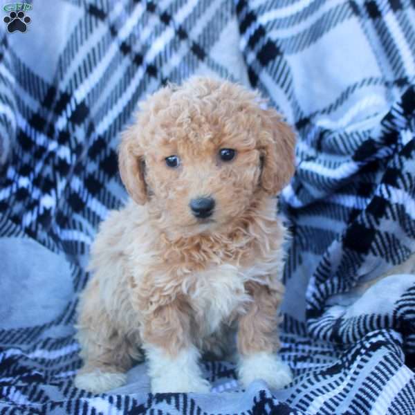 Audrey, Bich-Poo Puppy