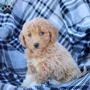 Audrey, Bich-Poo Puppy