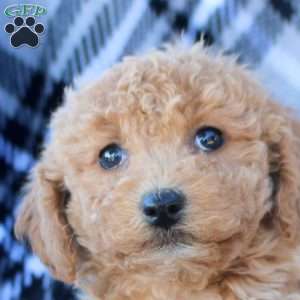 Audrey, Bich-Poo Puppy