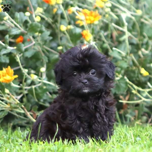 Audrey, Shih-Poo Puppy