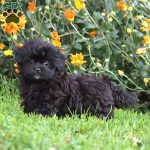 Audrey, Shih-Poo Puppy