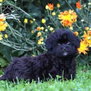 Audrey, Shih-Poo Puppy