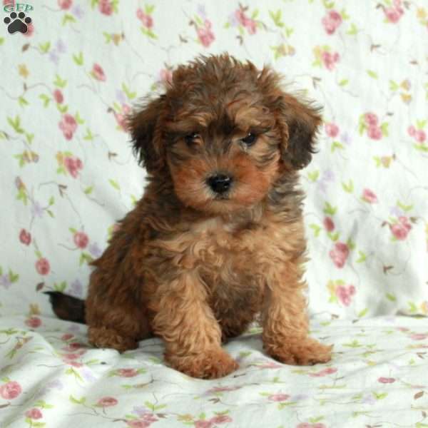August, Schnoodle Puppy