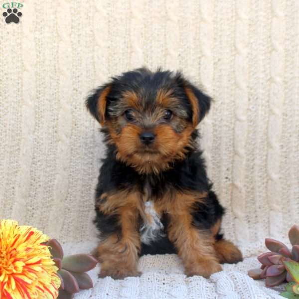Austin, Yorkie Puppy