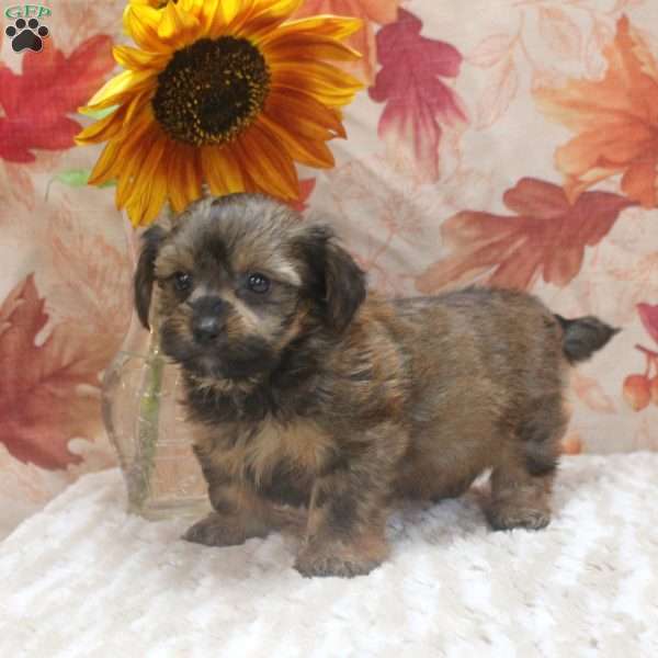 Austin, Yorkie Mix Puppy