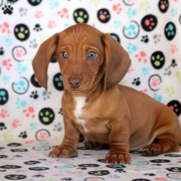 Austin, Dachshund Puppy