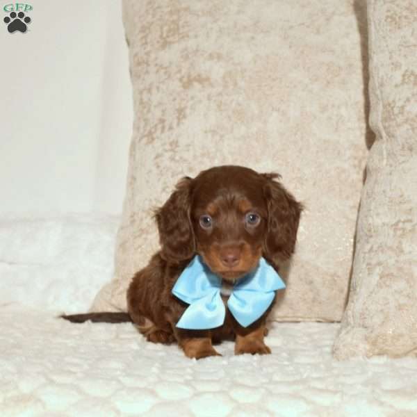 Austin, Dachshund Puppy