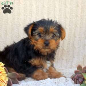 Austin, Yorkie Puppy