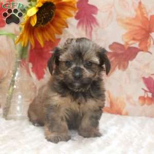 Austin, Yorkie Mix Puppy