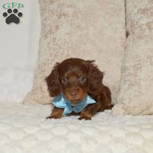 Austin, Dachshund Puppy