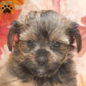 Austin, Yorkie Mix Puppy