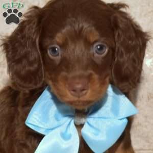 Austin, Dachshund Puppy