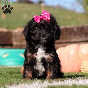 Autumn, Cavapoo Puppy