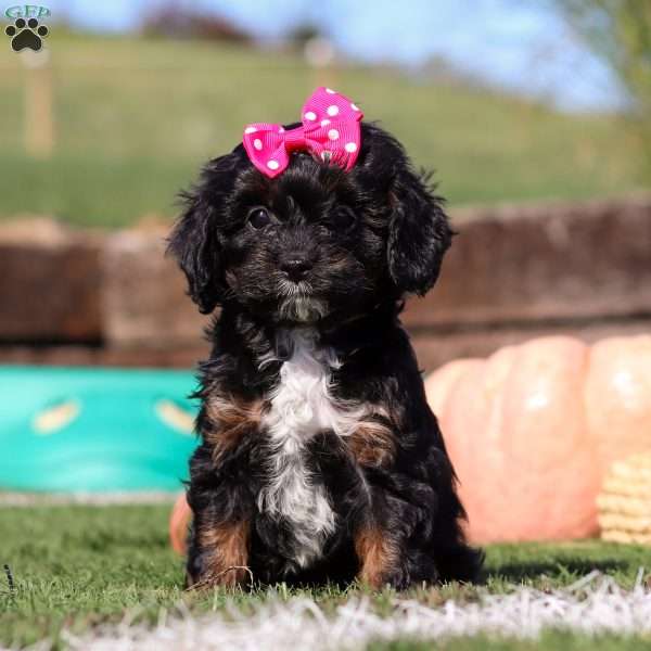 Autumn, Cavapoo Puppy