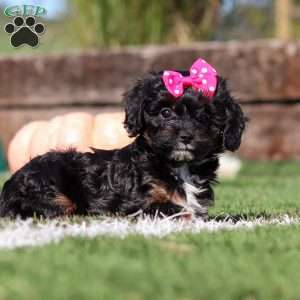 Autumn, Cavapoo Puppy
