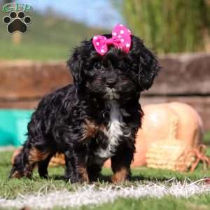 Autumn, Cavapoo Puppy