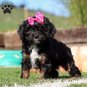 Autumn, Cavapoo Puppy