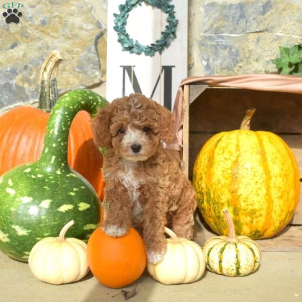 Autumn, Mini Goldendoodle Puppy