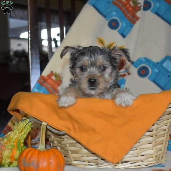 Autumn, Yorkie Puppy