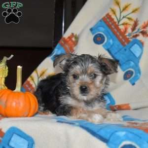 Autumn, Yorkie Puppy