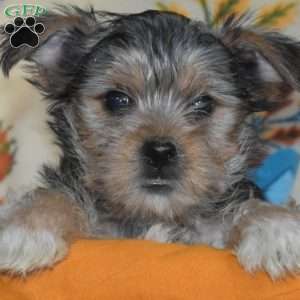 Autumn, Yorkie Puppy