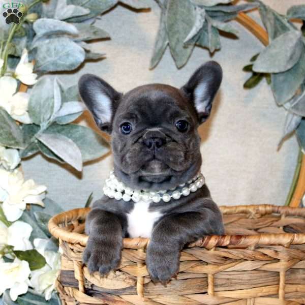 Autumn, French Bulldog Puppy
