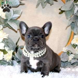 Autumn, French Bulldog Puppy
