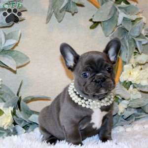 Autumn, French Bulldog Puppy