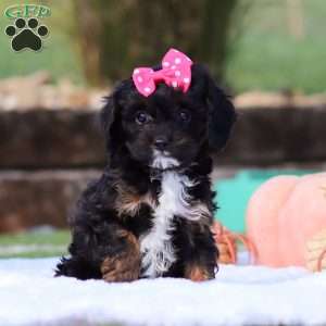 Autumn, Cavapoo Puppy