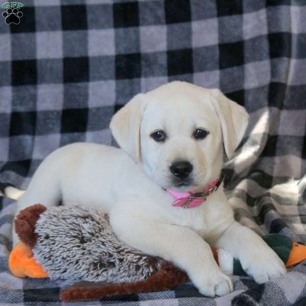 Ava, Yellow Labrador Retriever Puppy