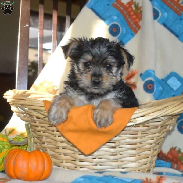 Ava, Yorkie Puppy