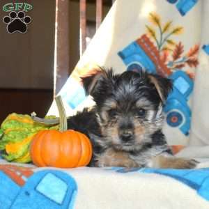 Ava, Yorkie Puppy