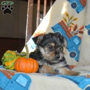 Ava, Yorkie Puppy