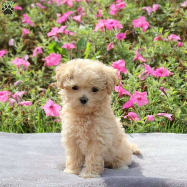 Avery, Maltipoo Puppy