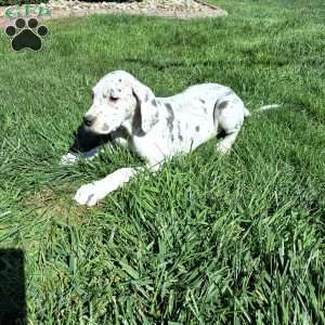 Wren, Great Dane Puppy