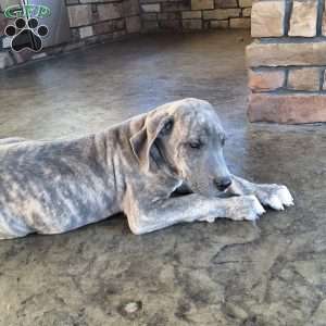 Rosco, Great Dane Puppy