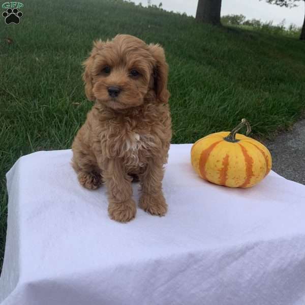 Cody, Cavapoo Puppy