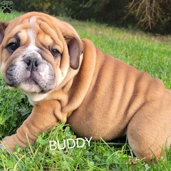 Buddy, English Bulldog Puppy