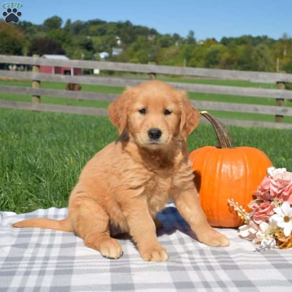 Bailey, Golden Retriever Puppy