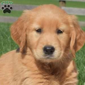 Bailey, Golden Retriever Puppy