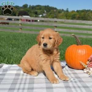 Bailey, Golden Retriever Puppy