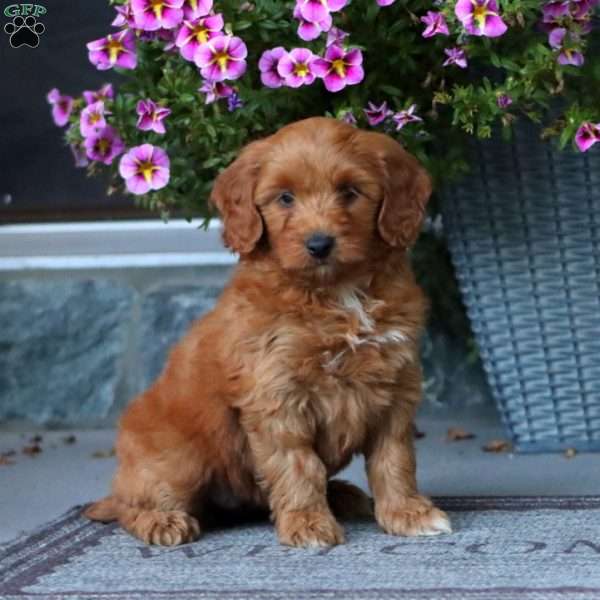 Bailey, Mini Aussiedoodle Puppy