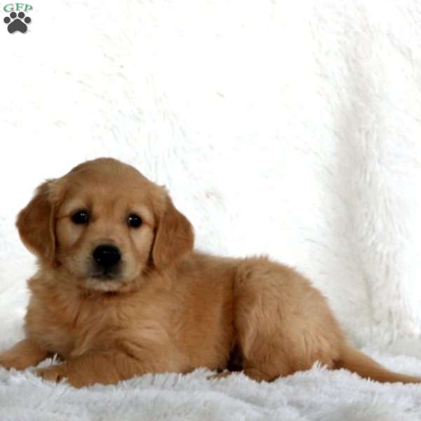 Bailey, Golden Retriever Puppy