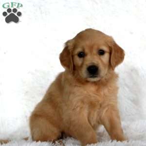 Bailey, Golden Retriever Puppy