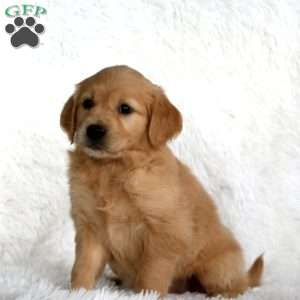 Bailey, Golden Retriever Puppy