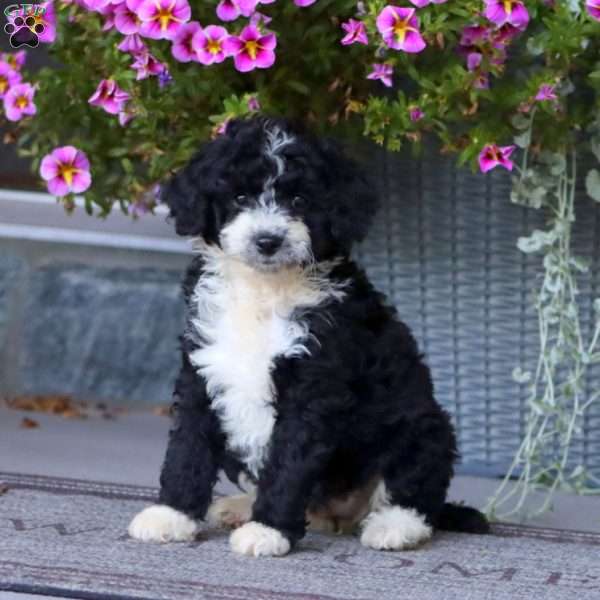 Bambi, Mini Aussiedoodle Puppy